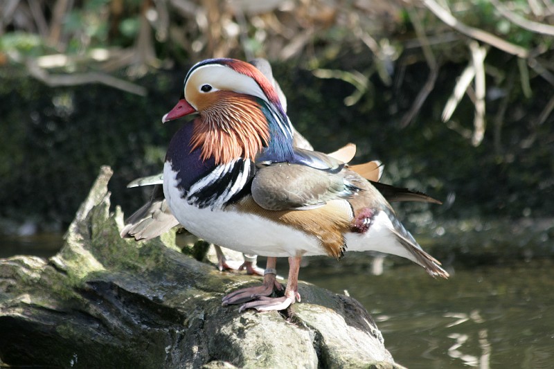 Fotoclubje Blijdorp 2008-128.jpg